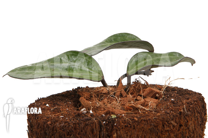 Hoya clandestina ‘leafcutting’