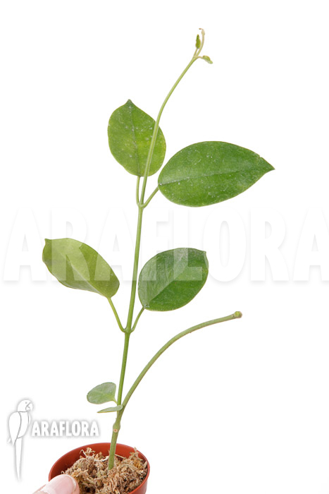 Hoya coronaria ‘Red’ ‘S’