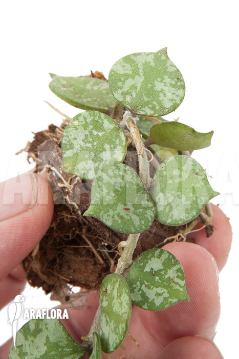 Hoya curtisii starter