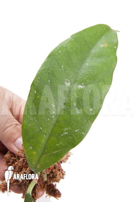 Hoya danumensis ‘Kipandi’ cutting