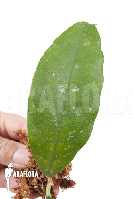 Hoya danumensis ‘Kipandi’ cutting