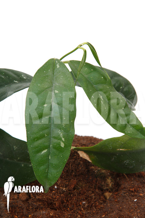 Hoya danumensis ‘L’