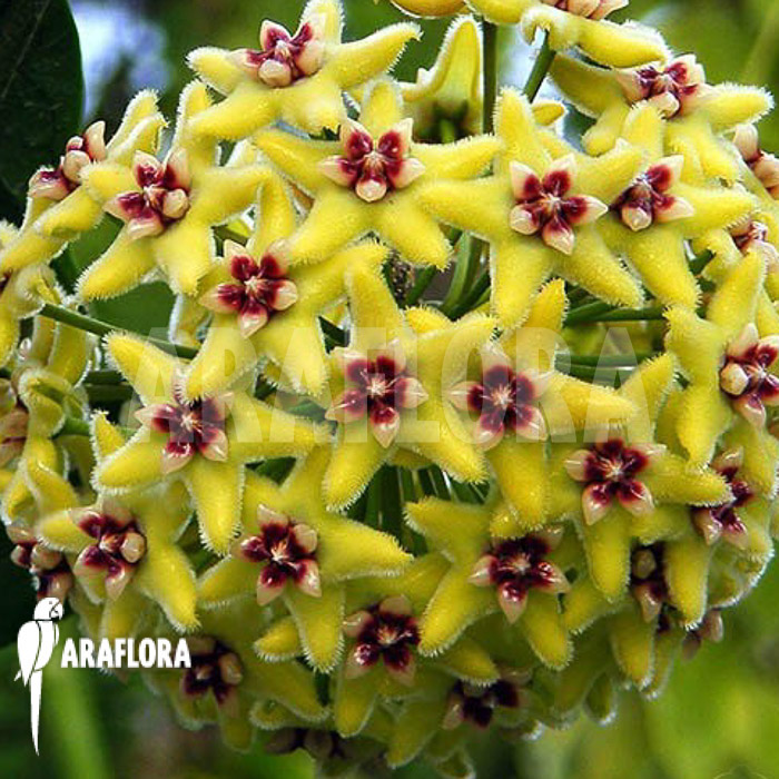 Hoya halconensis