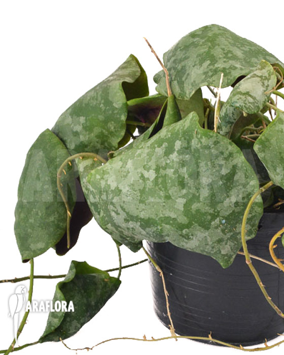 Hoya imbricata Maxima ‘leafcutting’