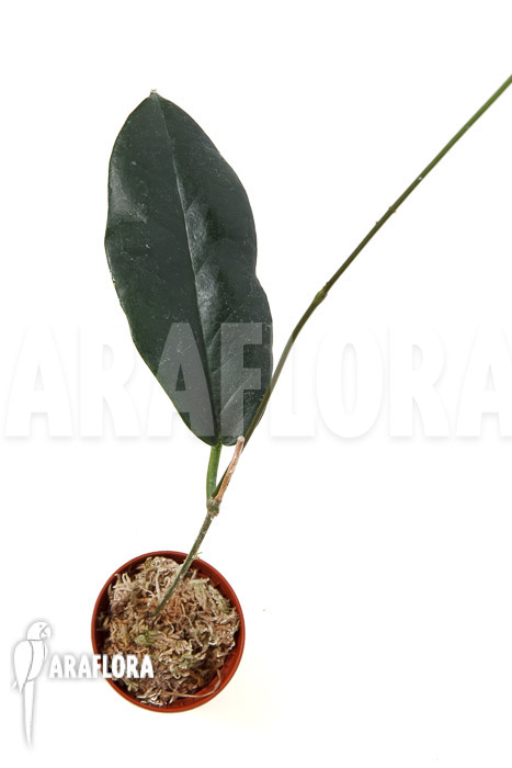 Hoya kaimuki ‘Red’