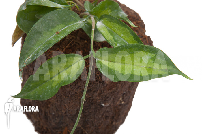 Hoya-kenejiana-albomarginata-3