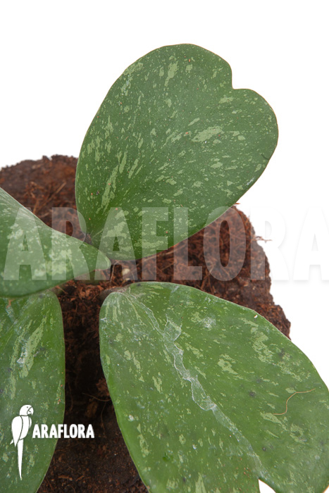 Hoya kerrii ‘Splash’