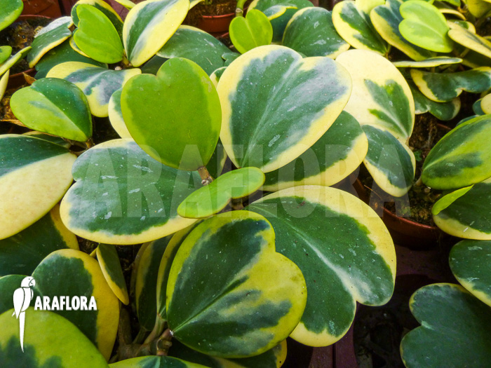 Hoya kerrii variegata