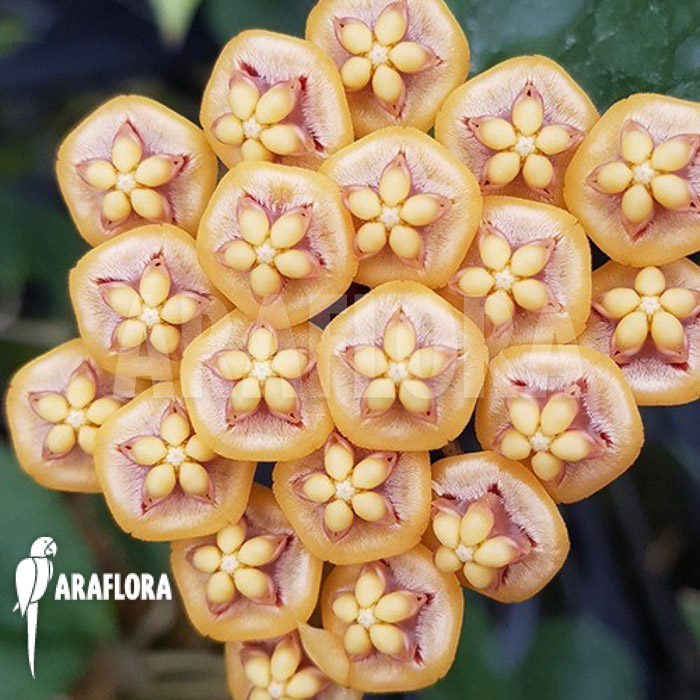 Hoya kloppenburgii