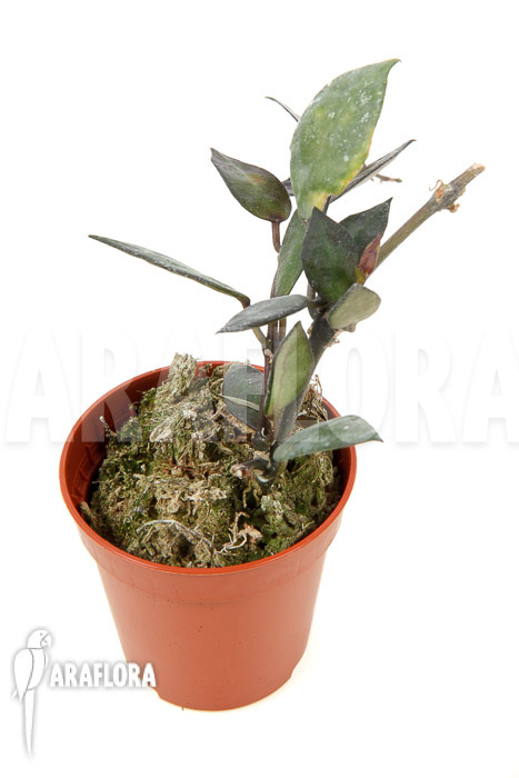 Hoya lacunosa ‘Silver leaves’ Type B