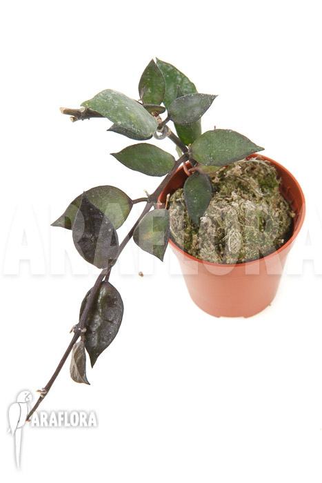 Hoya lacunosa ‘Silver leaves’ Type B