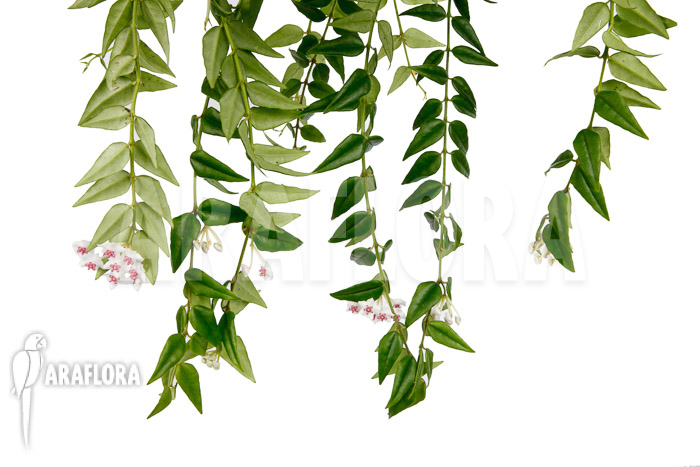 Hoya lanceolata ssp bella