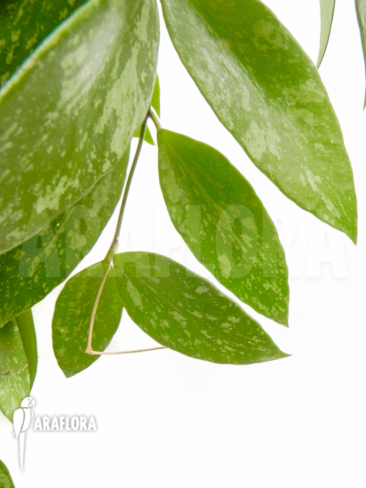 Hoya memoria Fomerly gracilis