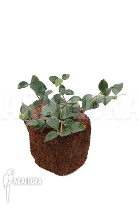 Hoya nummularioides ‘S’