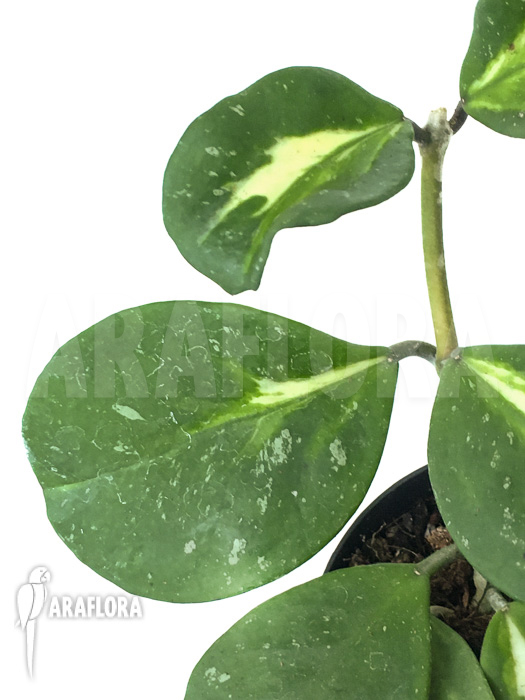 Hoya obovata variegated ‘Splash’
