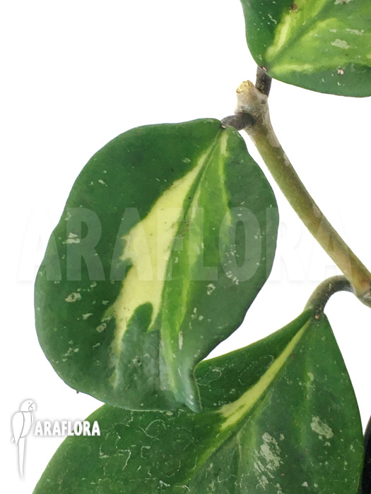 Hoya obovata variegated ‘Splash’