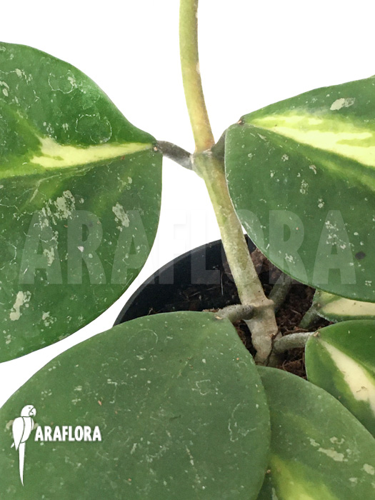 Hoya obovata variegated ‘Splash’