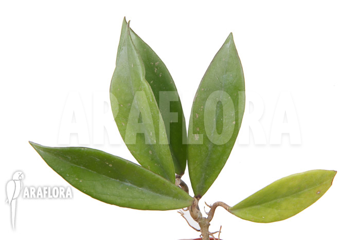 Hoya pubicalyx ‘Royal Hawaii purple’