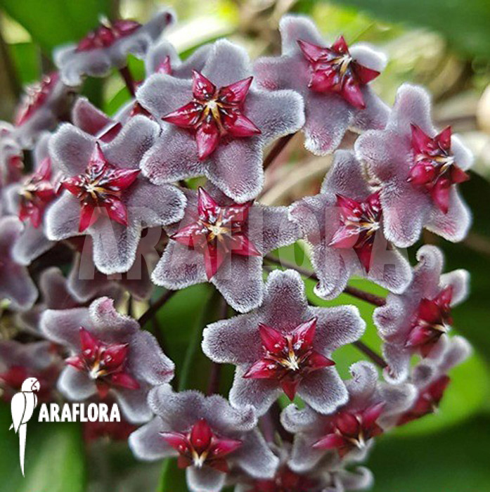 Hoya pubicalyx ‘Royal Hawaii purple’ flower
