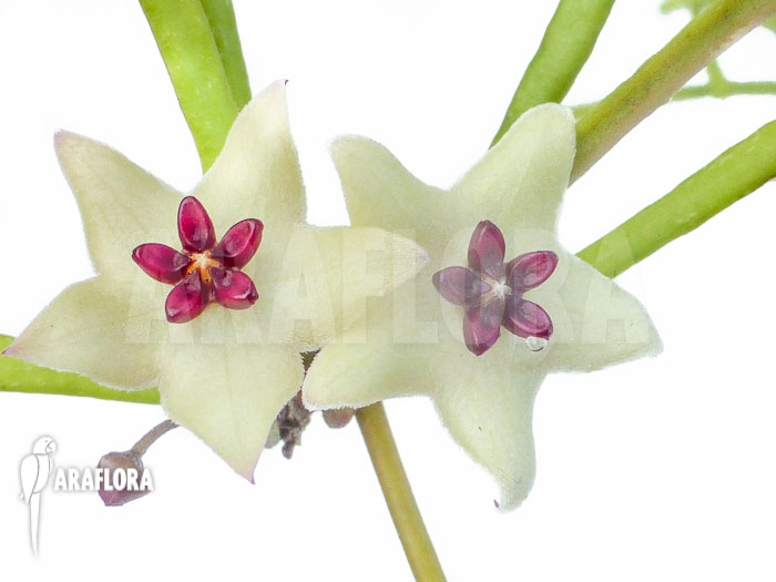Hoya retusa Flower