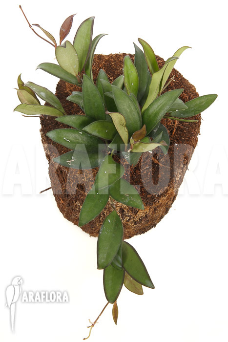 Hoya ‘Rosita’ ( wayetii x tsangii)