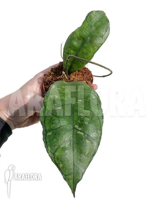 Hoya sp perak Teddy Bear ‘leafcutting’