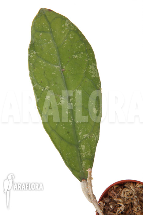 Hoya species ‘Perak srg 3227’