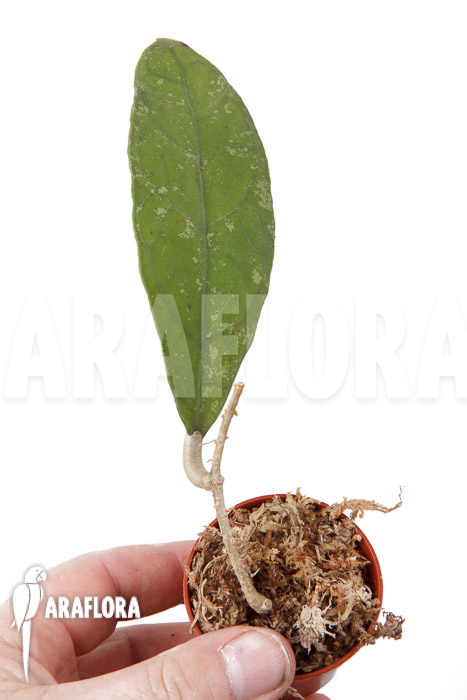 Hoya species ‘Perak srg 3227’