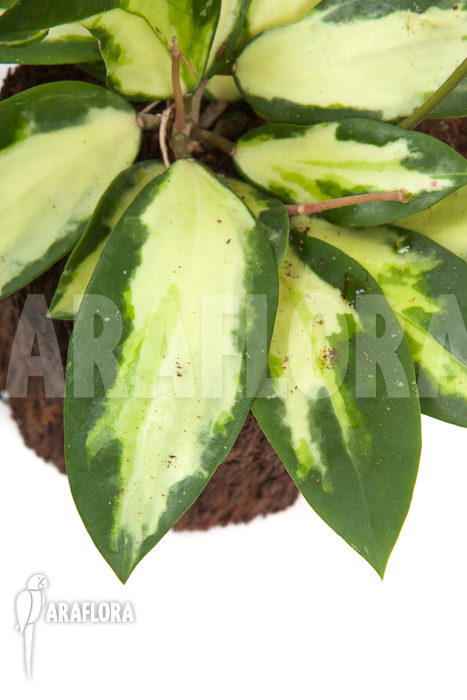 Hoya verticilata variegata
