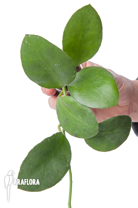 Hoya waymaniae Sabah ‘Starter’