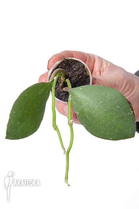 Hoya waymaniae Sabah ‘Starter’