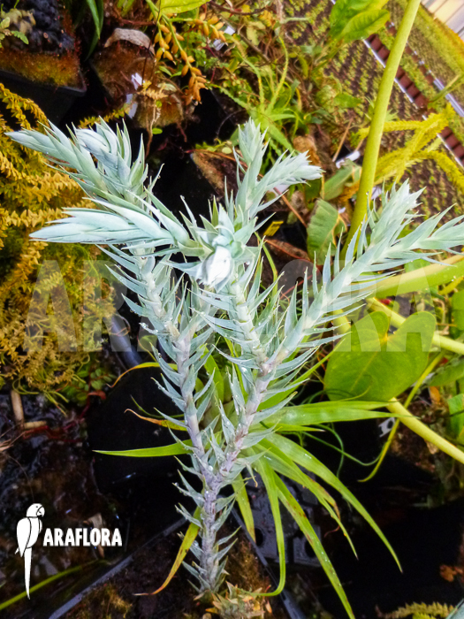 Huperzia ‘Lycopodium’ goebelii