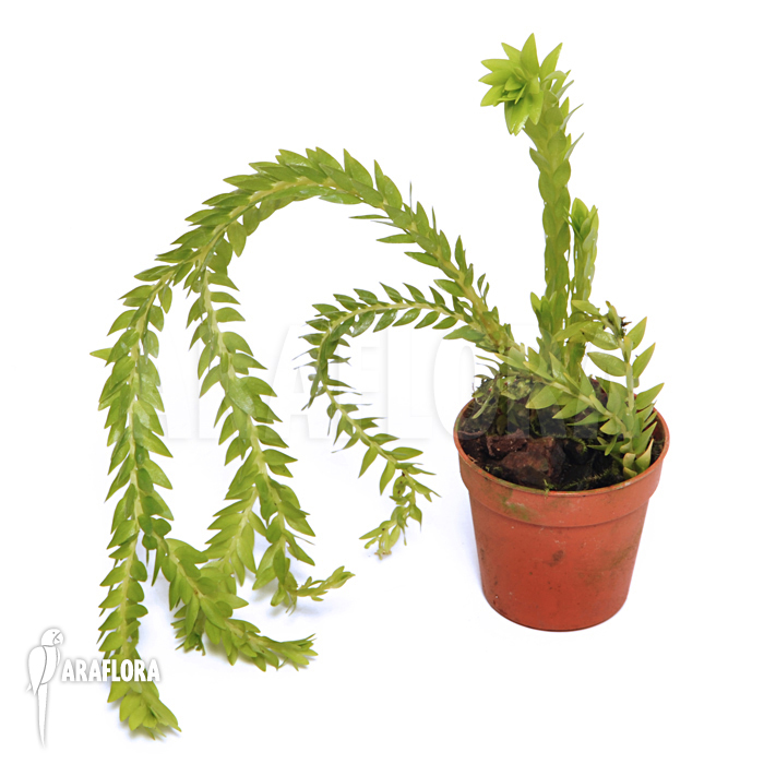 Huperzia ‘Lycopodium’ phlegmaria