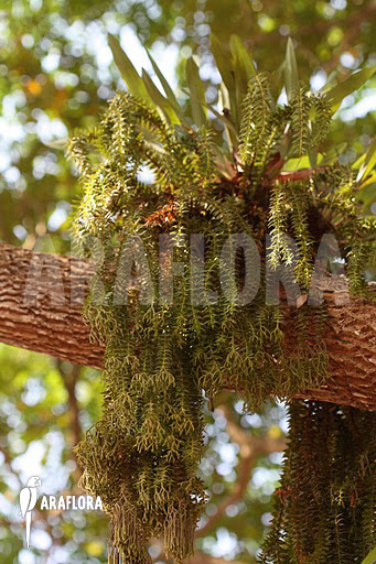 Huperzia ‘Lycopodium’ phlegmaria