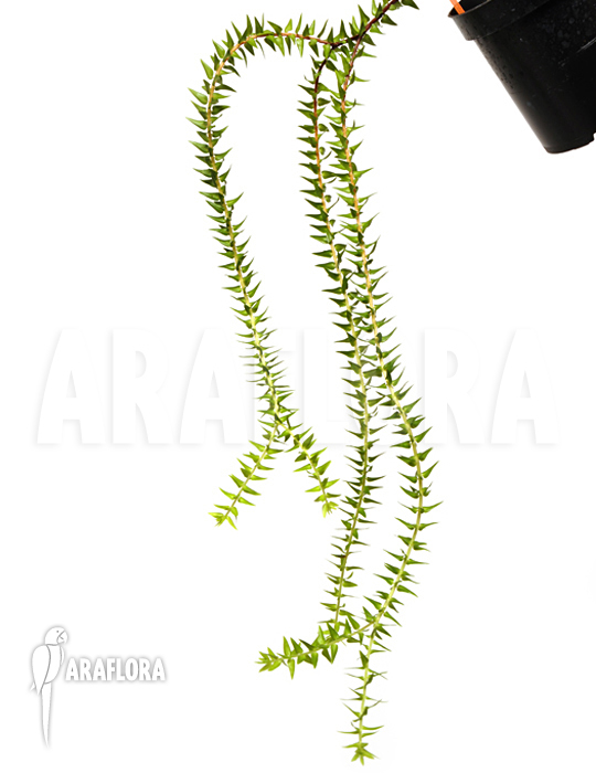 Huperzia ‘Lycopodium’ phlegmaria’L’