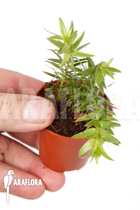 Huperzia ‘Lycopodium’ phlegmaria ‘Starter’