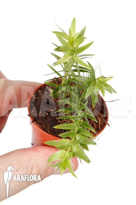 Huperzia ‘Lycopodium’ phlegmaria ‘Starter’