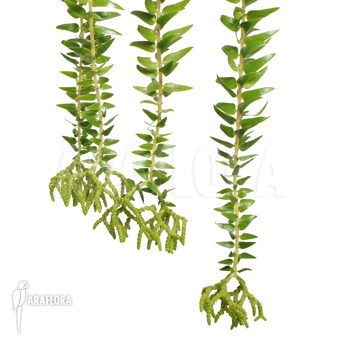 Huperzia ‘Lycopodium’ phlegmaria ‘XL’