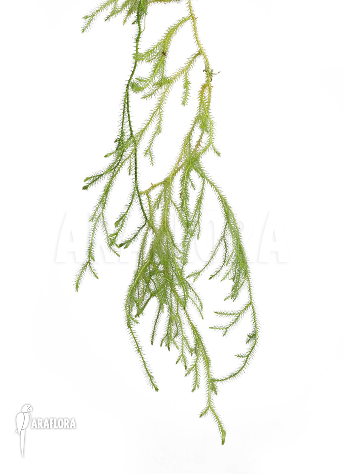 Huperzia ‘Lycopodium’ pinifolia