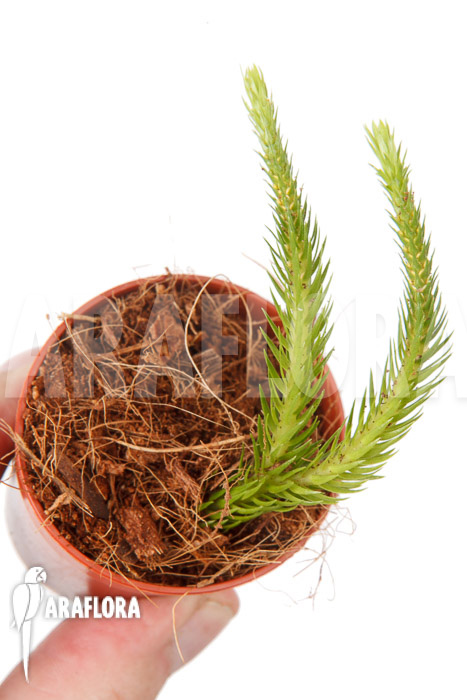 Huperzia ‘Lycopodium’ pinifolia ‘starter’