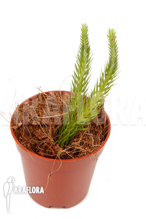 Huperzia ‘Lycopodium’ pinifolia ‘starter’