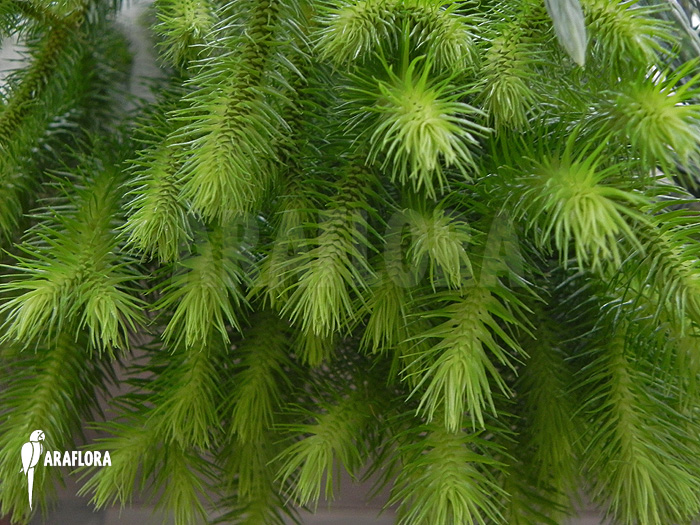 Huperzia ‘Lycopodium’ squarrosum
