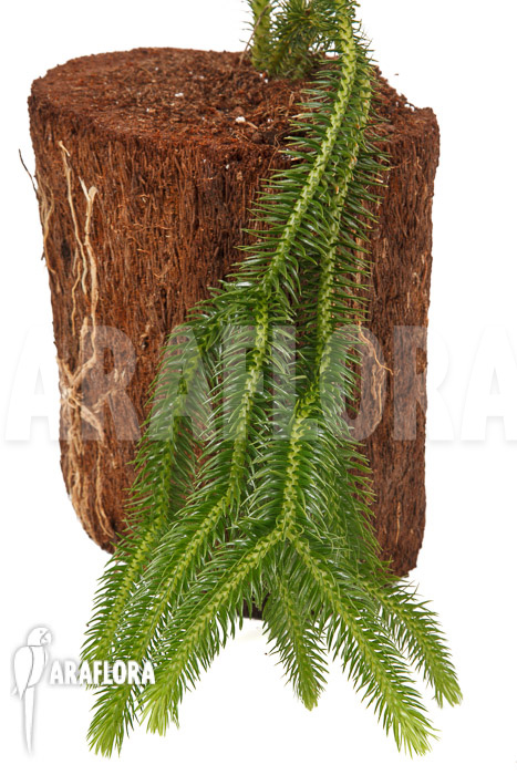Huperzia ‘Lycopodium’ squarrosum XL