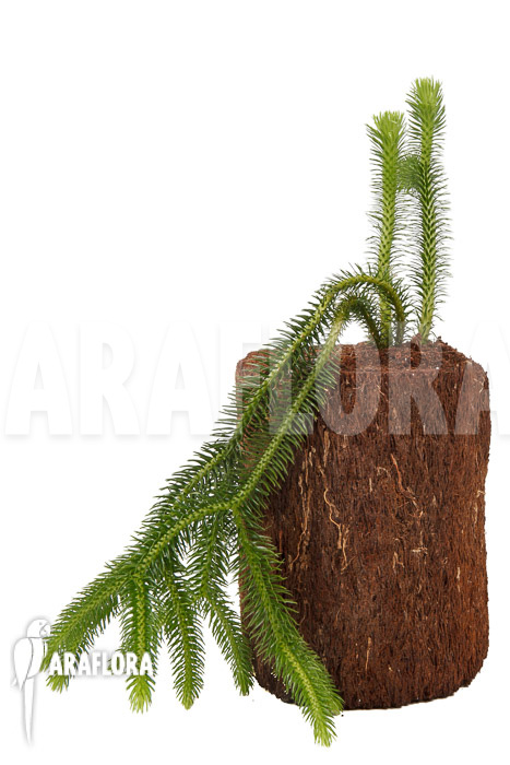 Huperzia ‘Lycopodium’ squarrosum XL