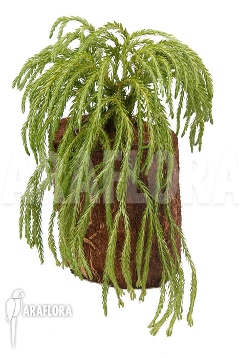 Huperzia square hybrid XL