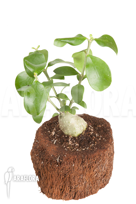 Hydnophytum cf. mosleyanum ‘S’