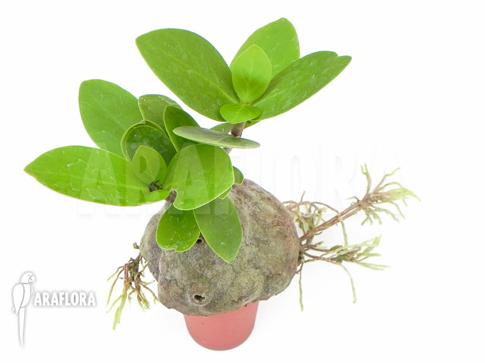 Hydnophytum formicarum ‘Starter’