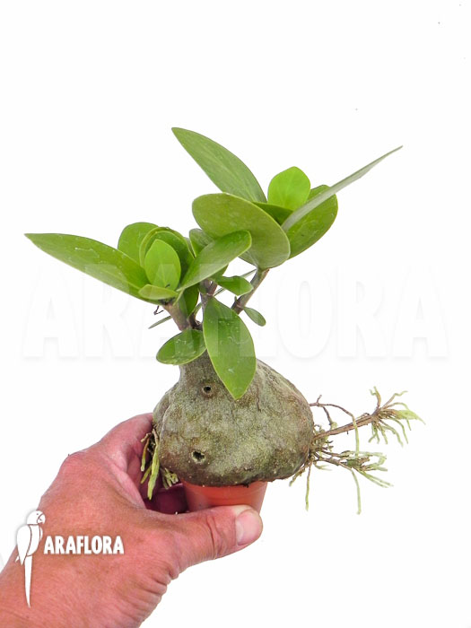 Hydnophytum formicarum ‘Starter’