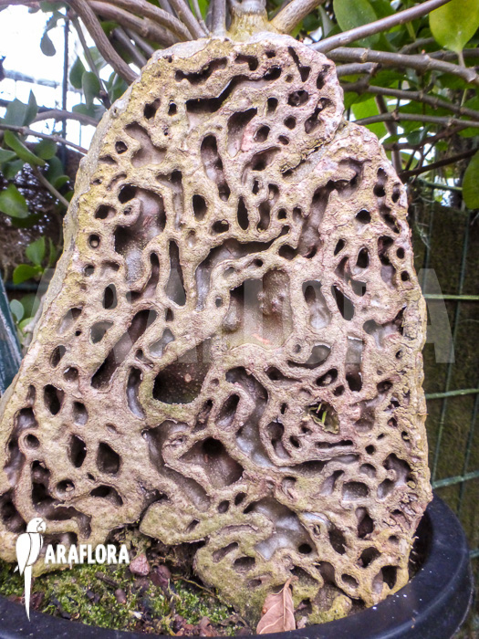 Hydnophytum formicarum XXL cross section