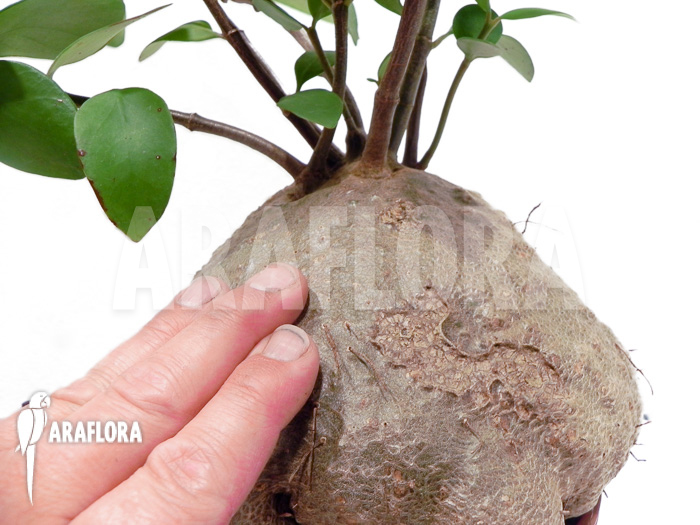 Hydnophytum papuanum XXL